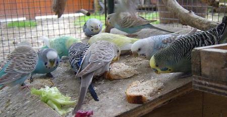c'est l'heur de mange lol