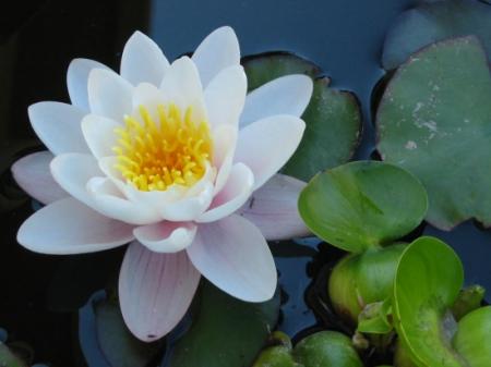c'est a toi ke j'ai met toutes ces fleures ?,