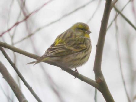 serin cini