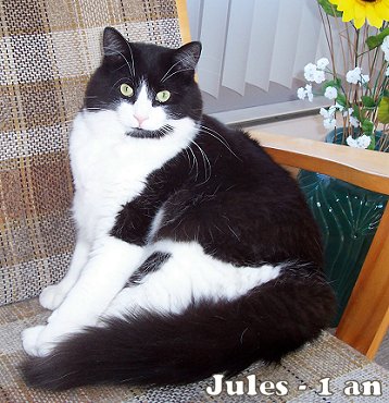 jules