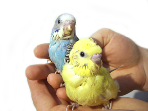 que c'est mignon c'est petit perruche