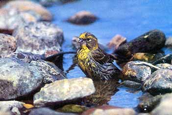 serin cini