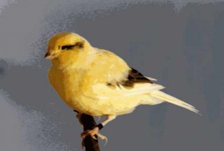 canari barder fancy