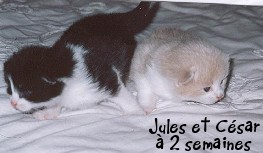 mrd et mrd que c'est jolie